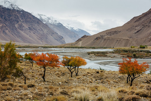 Осенние деревья на берегу горной реки. Афганистан – фотографии Афганистана