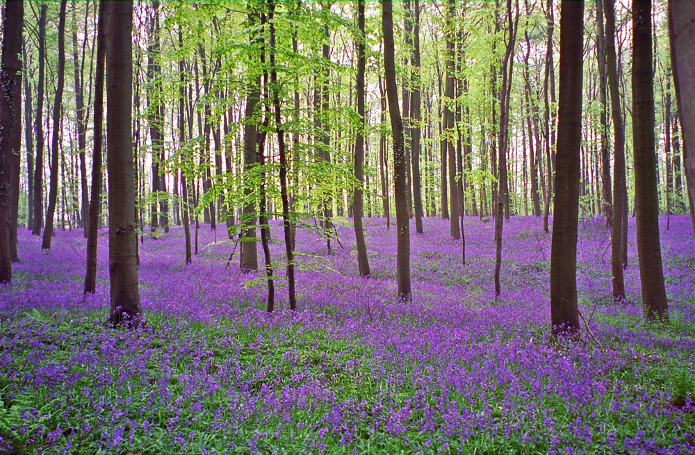 Лес Халлербос или Синий лес, Брюссель, Бельгия – фотографии Бельгии