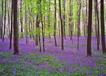 Лес Халлербос или Синий лес, Брюссель, Бельгия – фотографии Бельгии