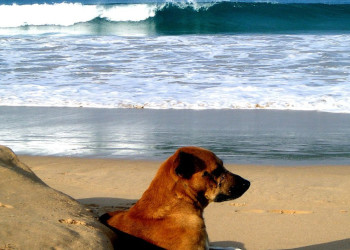 Бентота, Шри-Ланка, фото № 50626 – фотографии Шри-Ланки