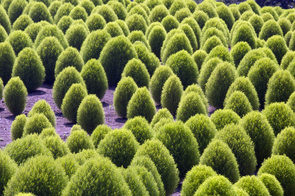 Парк Хитачи-Сисайд (Hitachi Seaside Park). Фото 1 – фотографии Японии