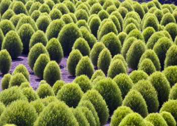 Парк Хитачи-Сисайд (Hitachi Seaside Park). Фото 1 – фотографии Японии