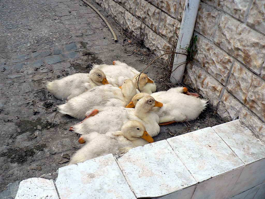 Измир, Эгейский регион, Турция, фото № 47721 – фотографии Турции
