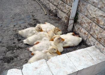 Измир, Эгейский регион, Турция, фото № 47721 – фотографии Турции