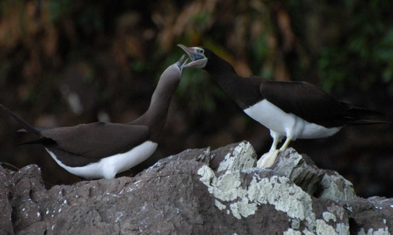 о.Кокос, Пунтаренас провинция, Коста-Рика, фото № 40855 – фотографии Коста-Рики