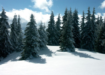 Пейзаж в Пампорово, Болгария – фотографии Болгарии