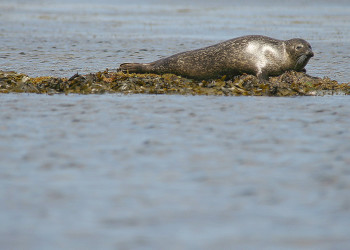 Ирландия, фото № 2571 – фотографии Ирландии