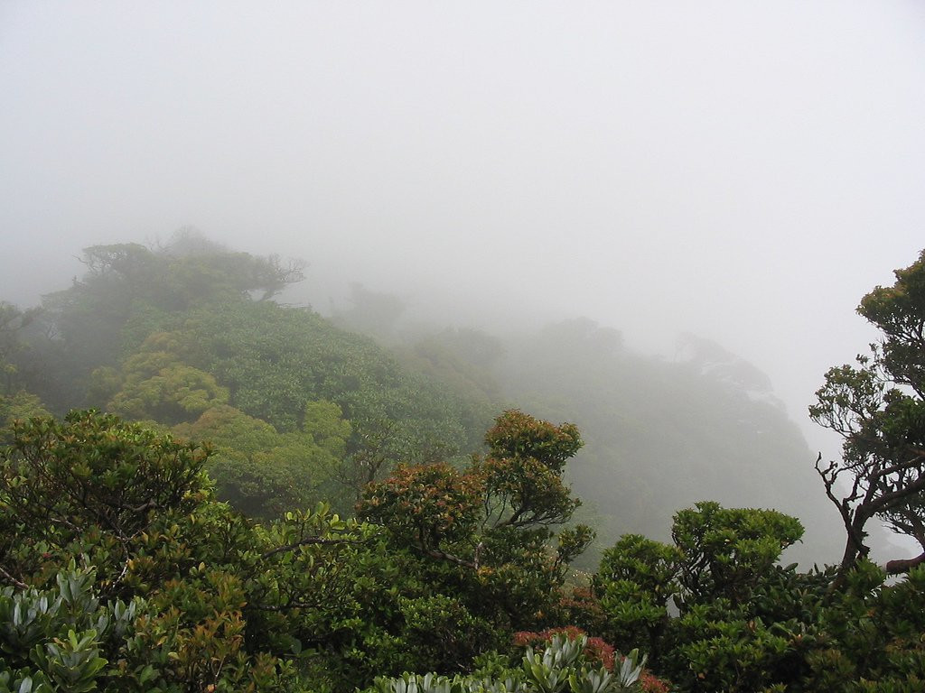 Гуанакастэ Национальный Парк, Гуанакасте провинция, Коста-Рика, фото № 39243 – фотографии Коста-Рики