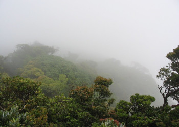 Гуанакастэ Национальный Парк, Гуанакасте провинция, Коста-Рика, фото № 39243 – фотографии Коста-Рики