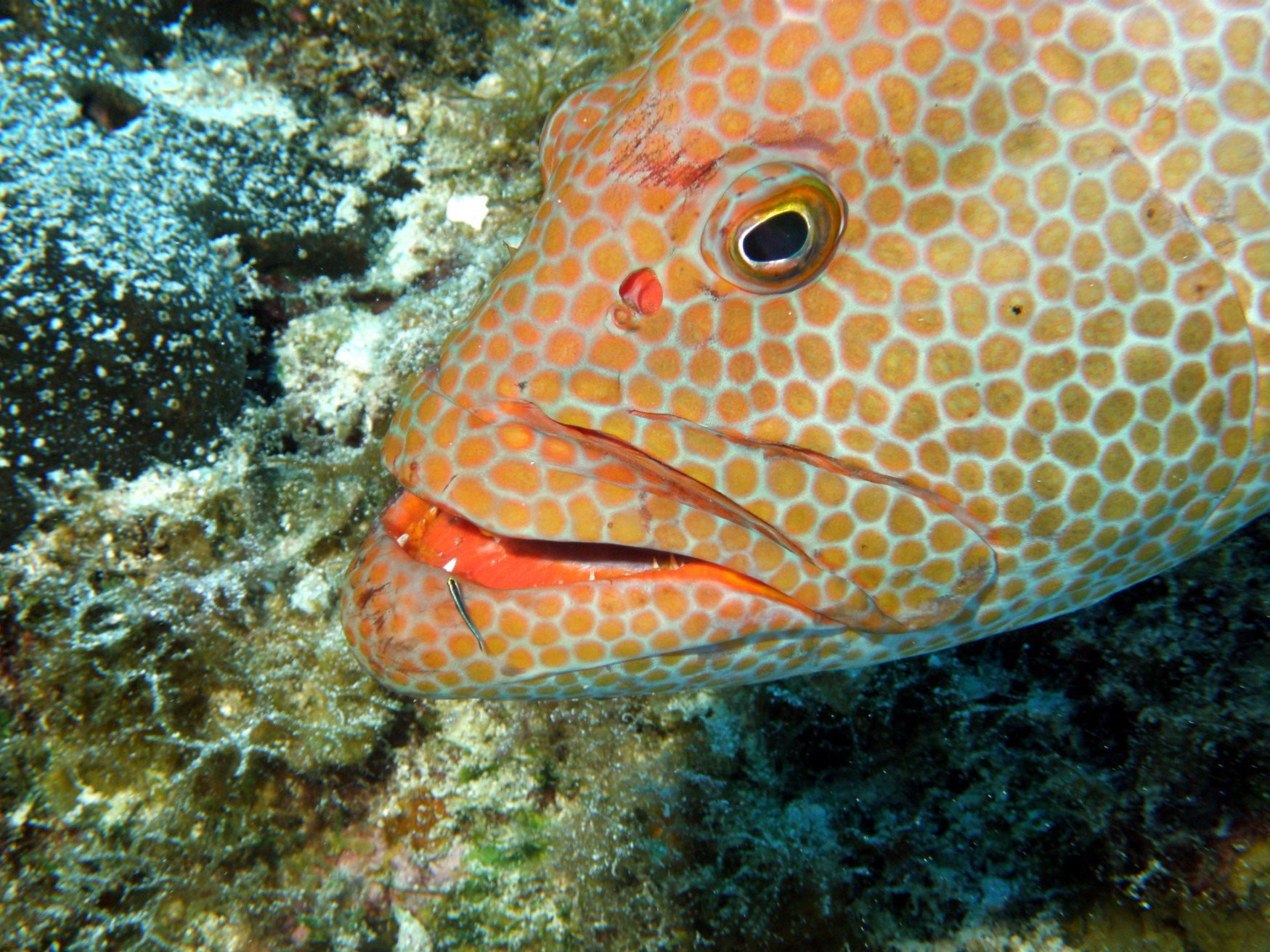 Caicos Islands – фотографии Тёркс и Кайкос