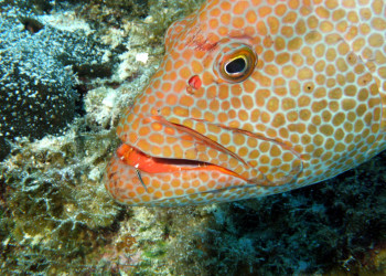 Caicos Islands – фотографии Тёркс и Кайкос