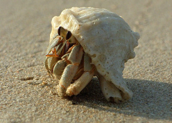 Ракообразный в Као-Лак, Тайланд. Фото 1 – фотографии Таиланда