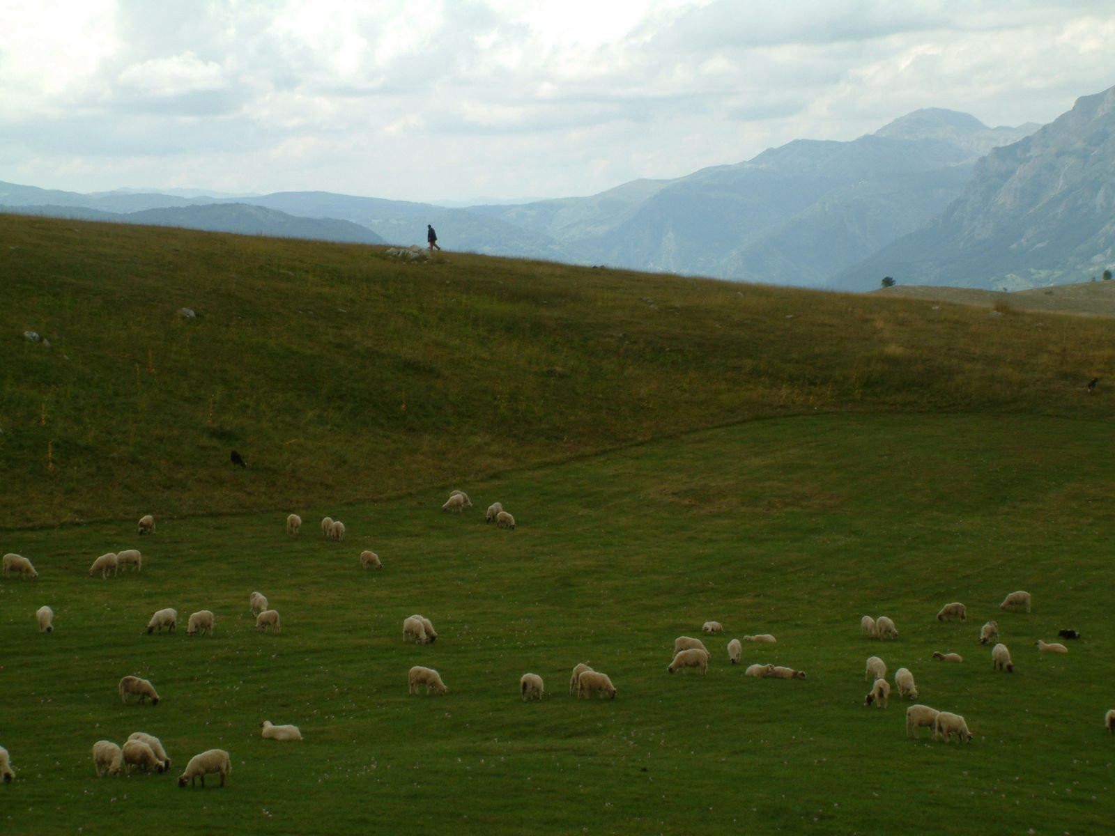 Животные в Национальном парке, Черногория – фотографии Черногории