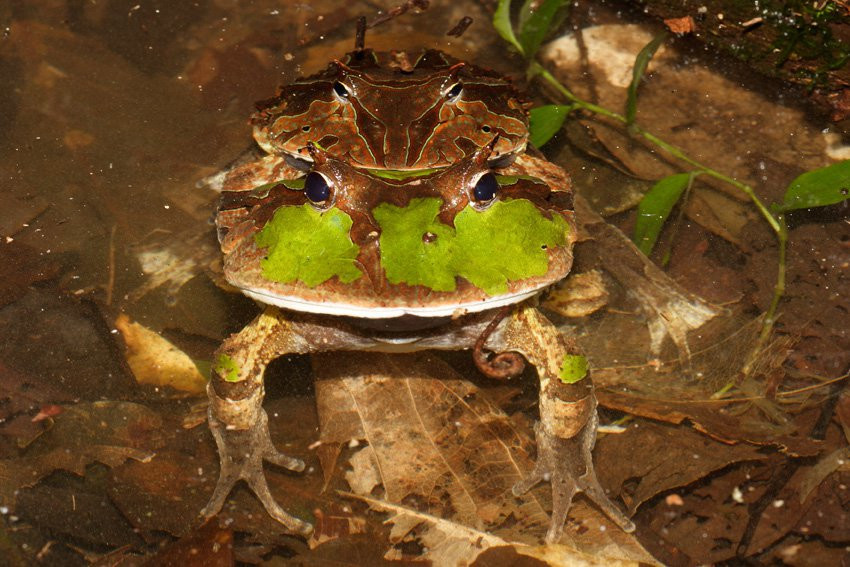 Французская Гвиана, фото № 2097 – фотографии Французской Гвианы