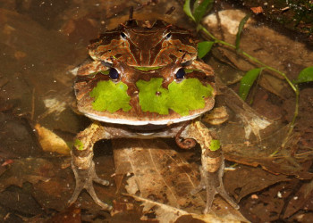 Французская Гвиана, фото № 2097 – фотографии Французской Гвианы