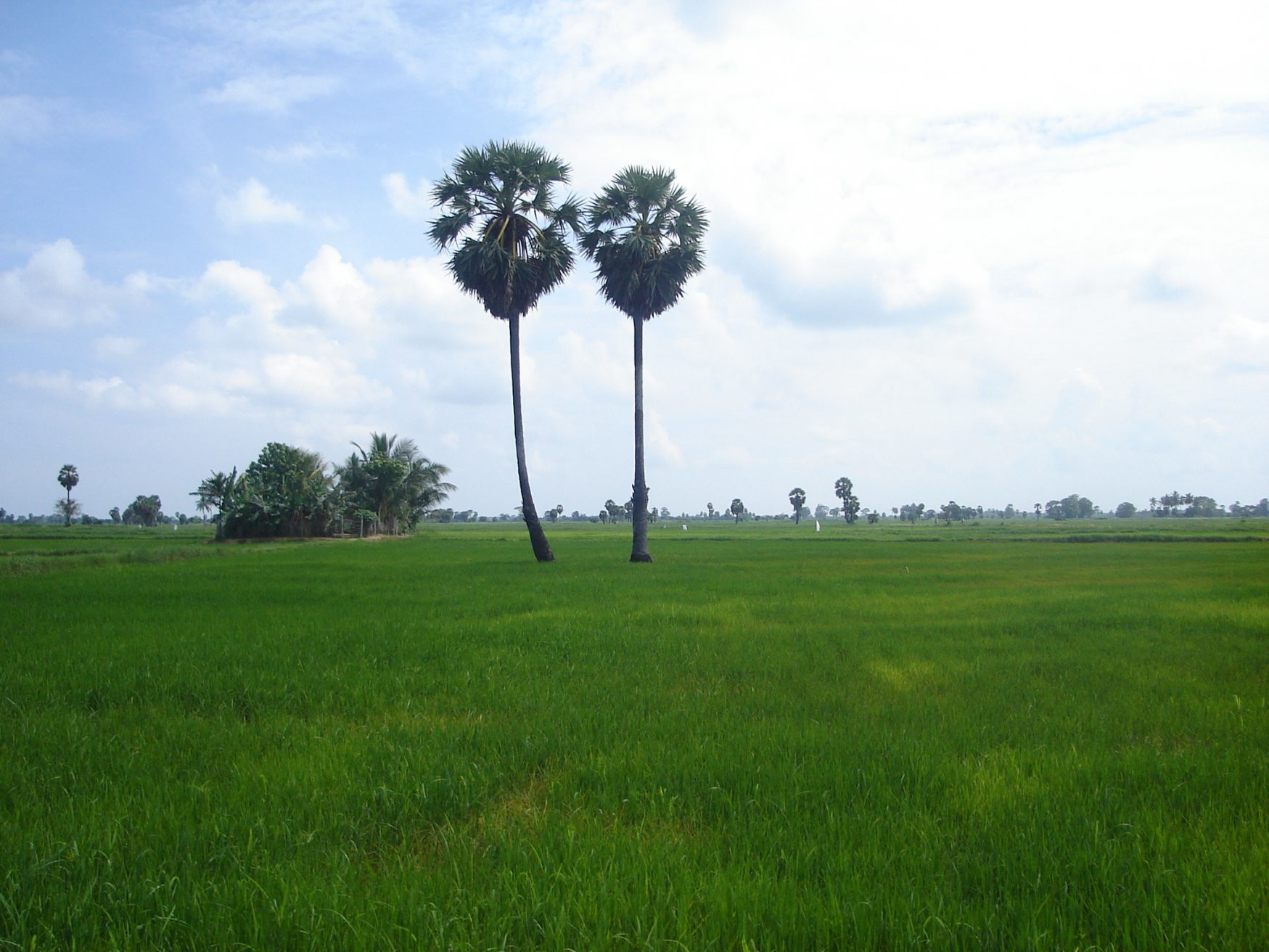 Баттикалоа, Шри-Ланка, фото № 50561 – фотографии Шри-Ланки