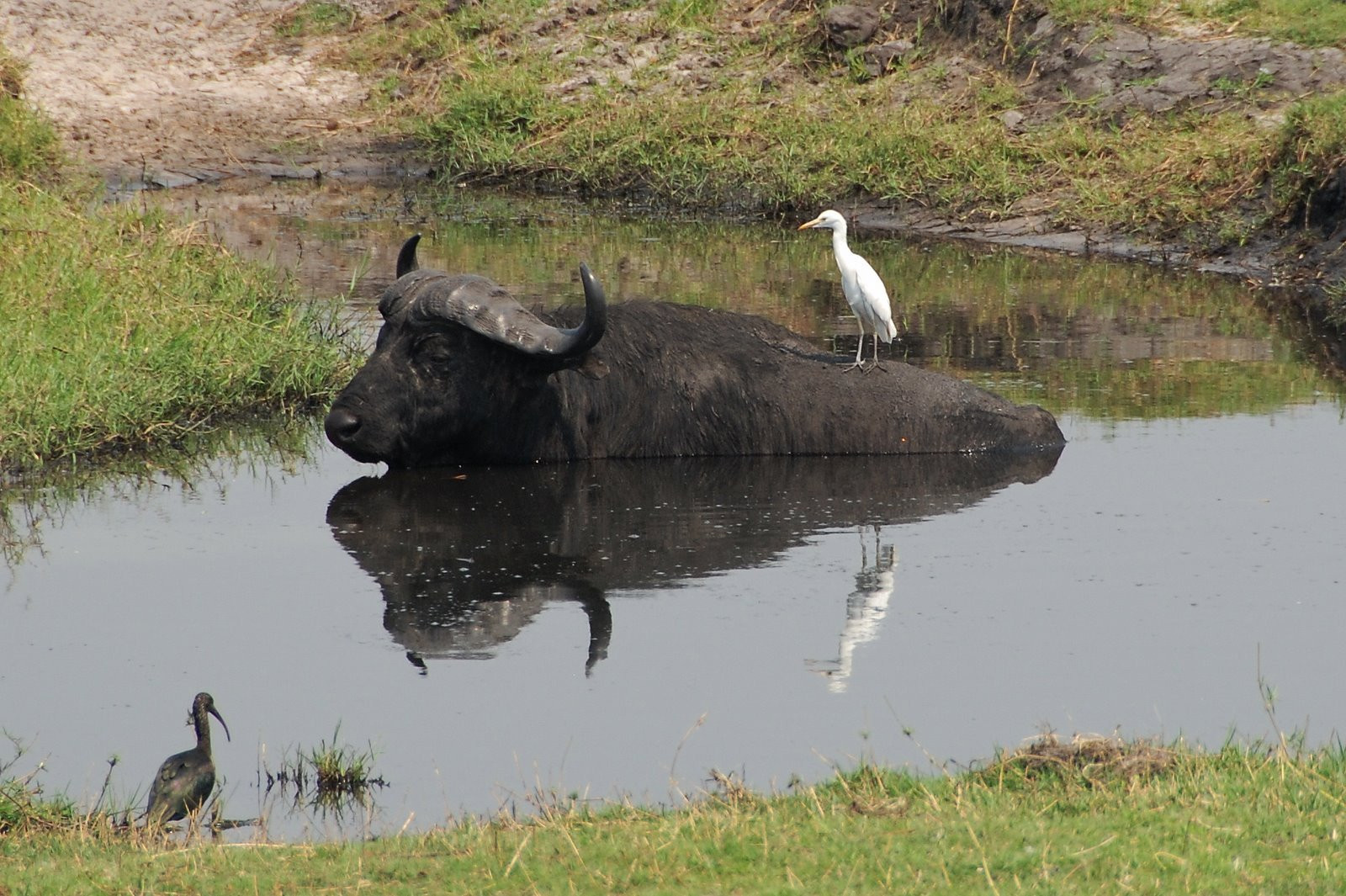 Chobe – фотографии Ботсваны