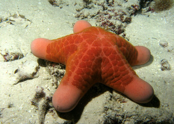 Подводный мир Палау. Фото 3 – фотографии Палау