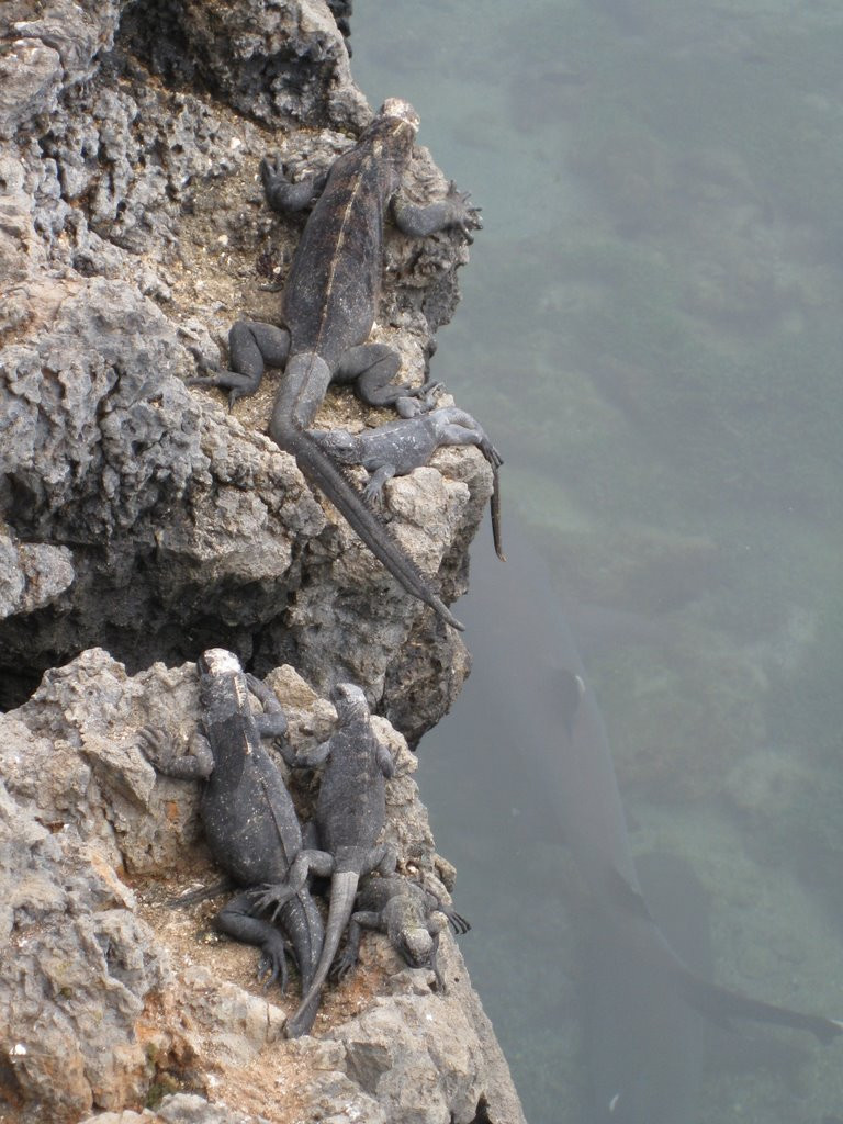 Галапагосские острова, Эквадор, фото № 68195 – фотографии Эквадора