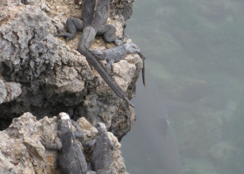 Галапагосские острова, Эквадор, фото № 68195 – фотографии Эквадора