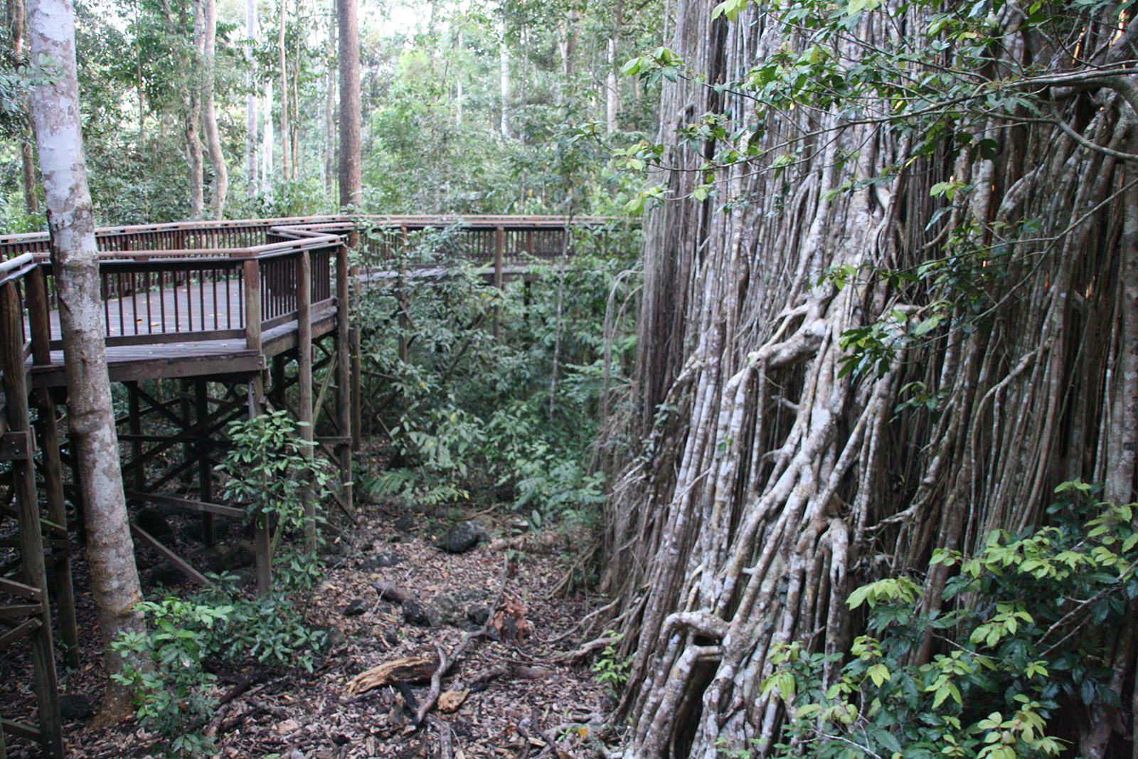 Дерево-собор (Cathedral Fig Tree), Атертон, Австралия. Фото 6 – фотографии Австралии