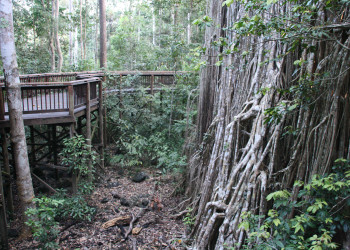 Дерево-собор (Cathedral Fig Tree), Атертон, Австралия. Фото 6 – фотографии Австралии