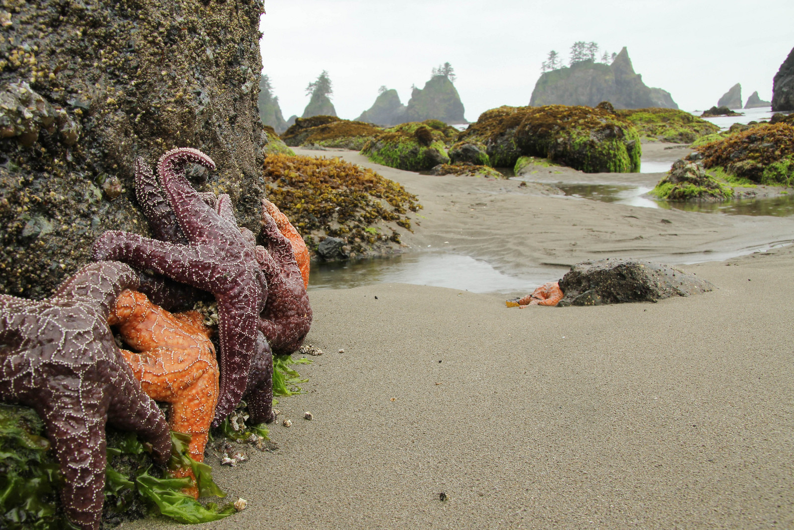 Олимпик (национальный парк). США. Фото 7 – фотографии США