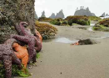 Олимпик (национальный парк). США. Фото 7 – фотографии США