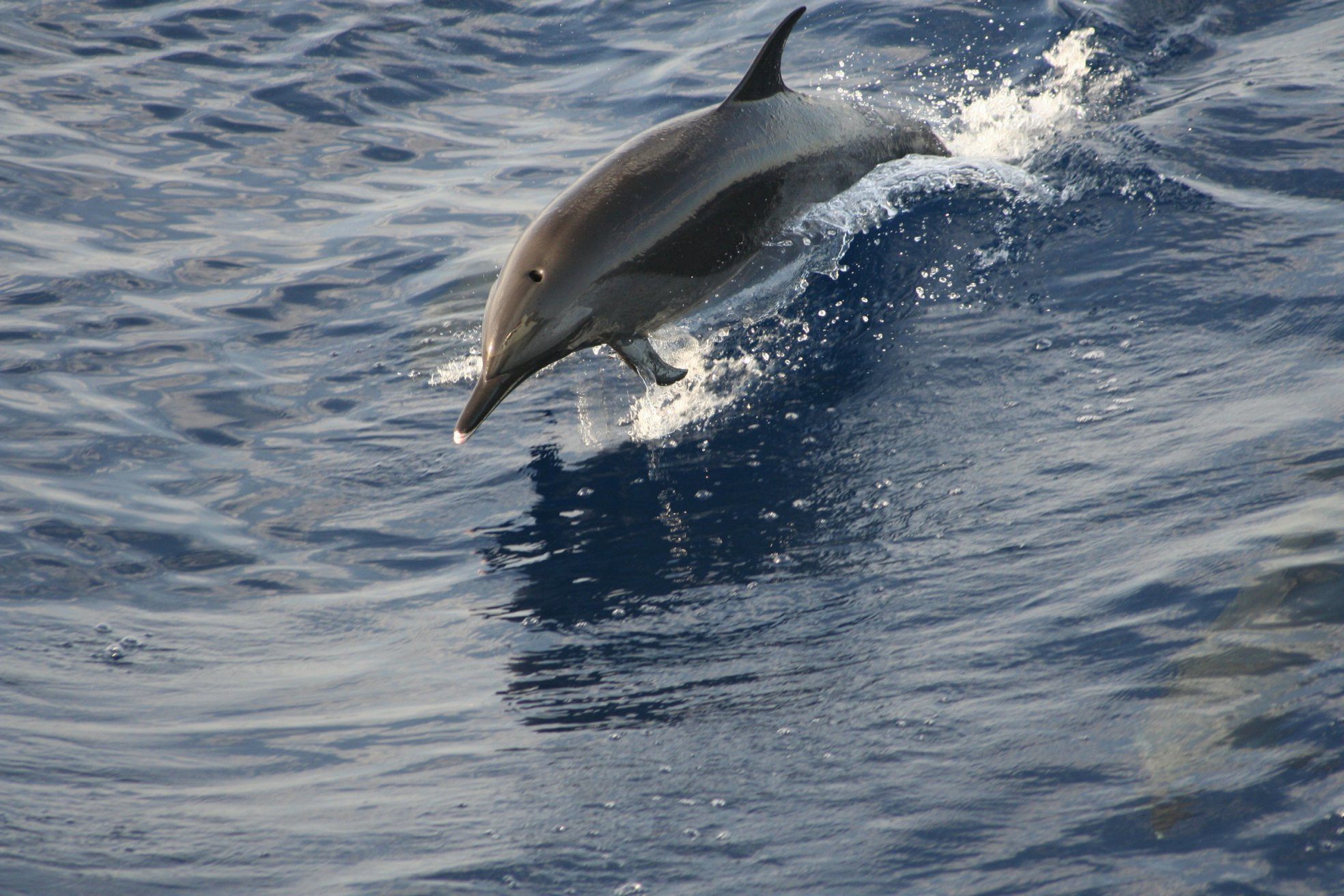 Шарм-эль-Шейх, Египет, фото № 35694 – фотографии Египта