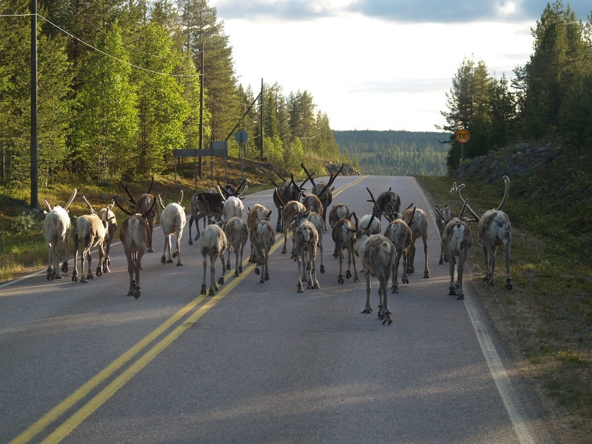 Стадо оленей на шоссе в Лапландии, Финляндия – фотографии Финляндии