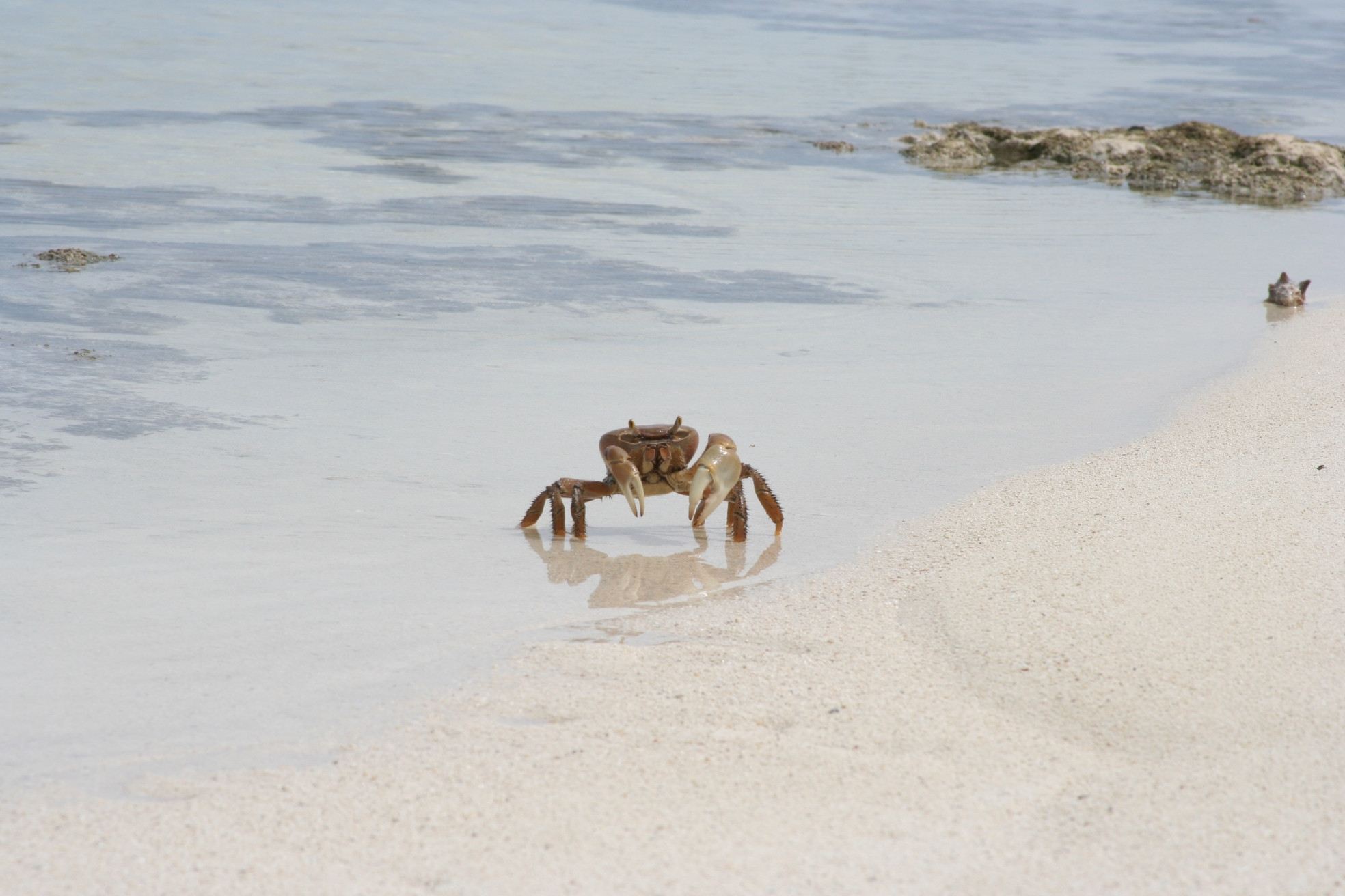 Краб на острове Андрос, Багамские острова. Фото 7 – фотографии Багамских островов