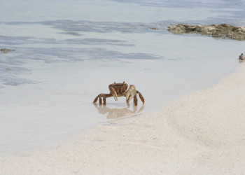 Краб на острове Андрос, Багамские острова. Фото 7 – фотографии Багамских островов