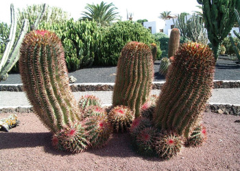 Антигуа, Фуэртевентура остров, Канарские острова, фото № 33979 – фотографии Канарских островов