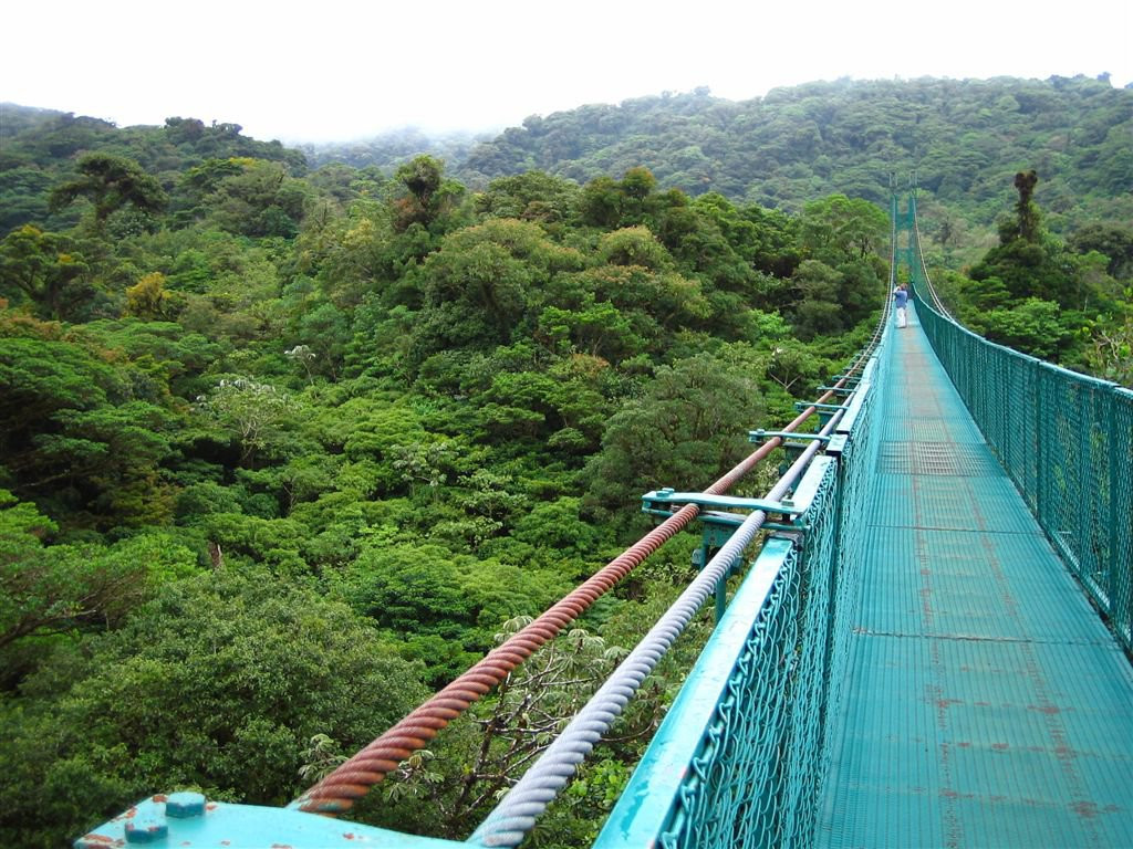 Монтеверде, Пунтаренас провинция, Коста-Рика, фото № 40724 – фотографии Коста-Рики