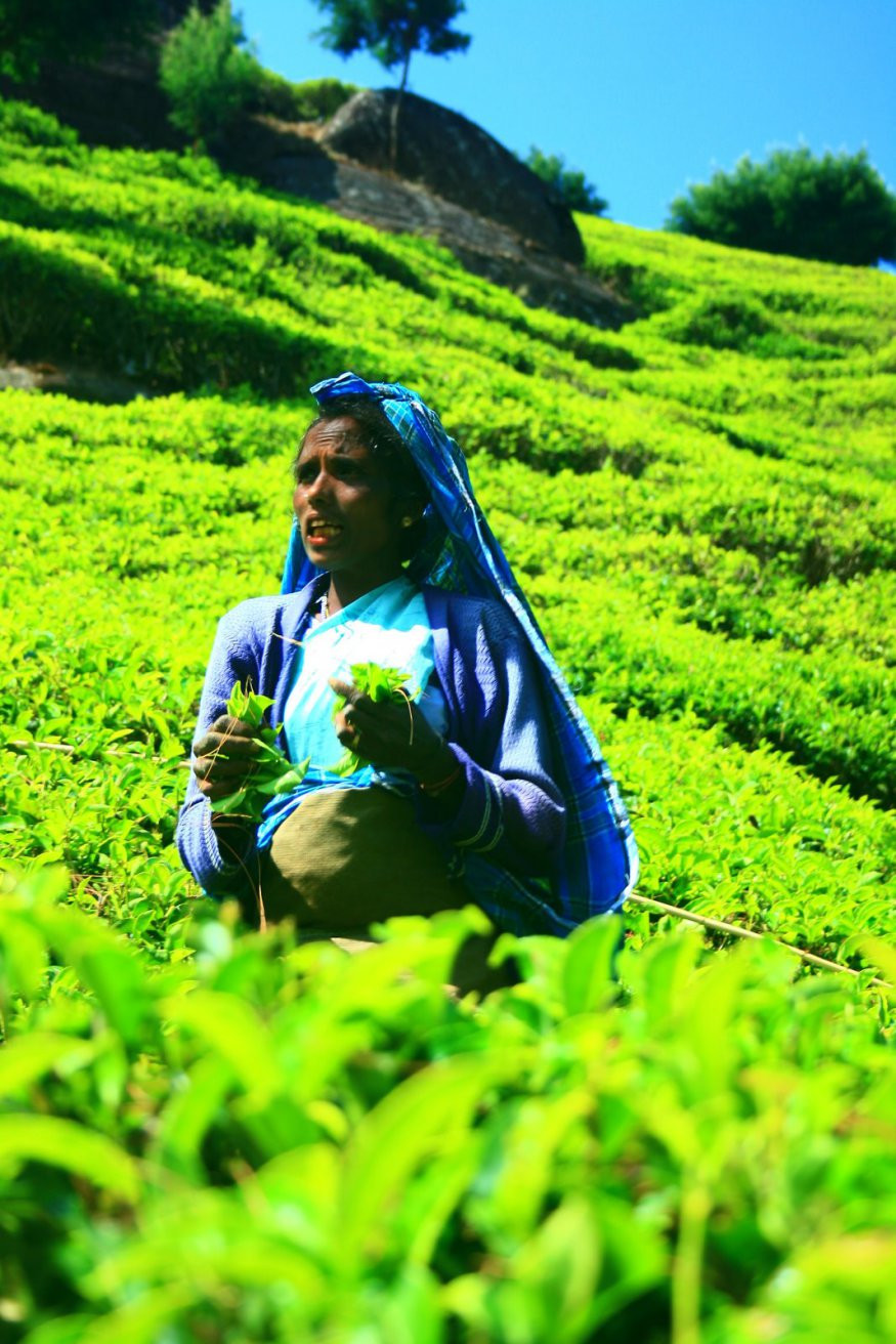 Шри-Ланка, фото № 2457 – фотографии Шри-Ланки