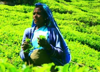 Шри-Ланка, фото № 2457 – фотографии Шри-Ланки