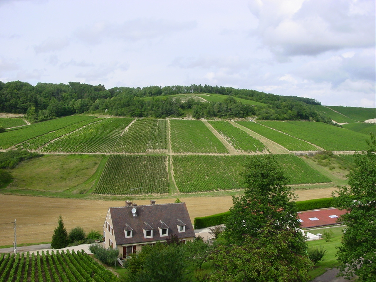 Поля в Шабли, Франция – фотографии Франции