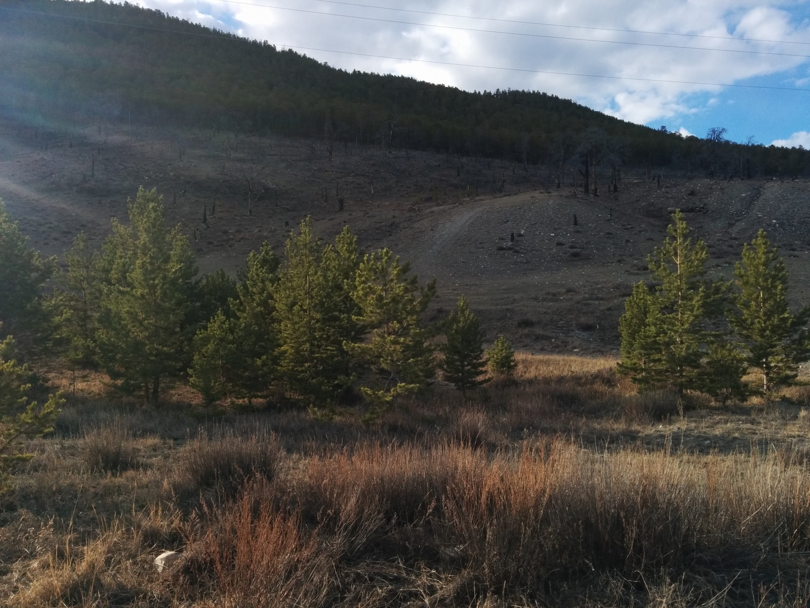 Лес после пожара в районе Сармы на Байкале – фотографии России