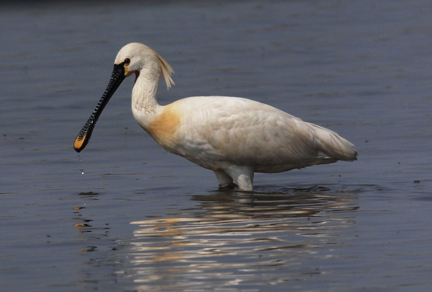 Пернатый житель национального парка Нойзидлерзе-Зевинкель – фотографии Австрии