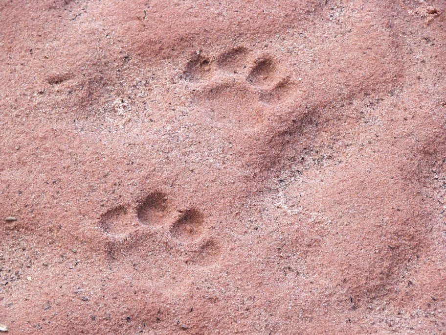 Кто наследил? – фотографии Боливии