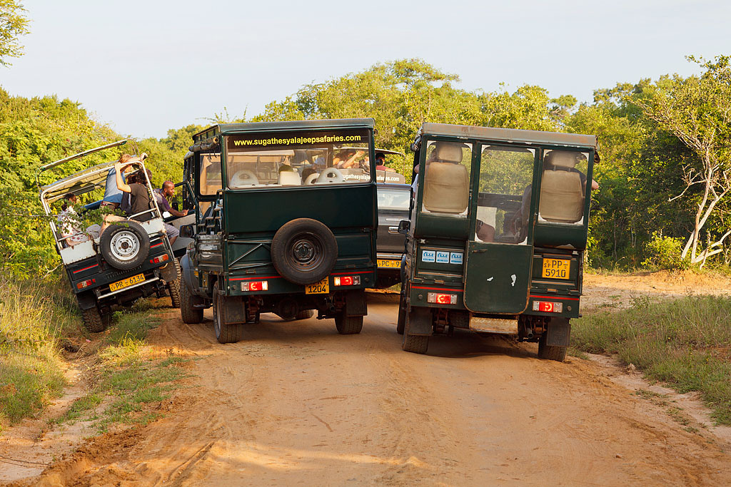 Сафари в национальном парке Яла на Шри-Ланке – фотографии Шри-Ланки