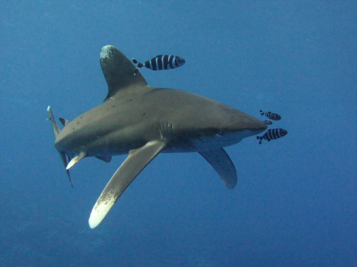 Марса-Алам, Египет, фото № 35316 – фотографии Египта