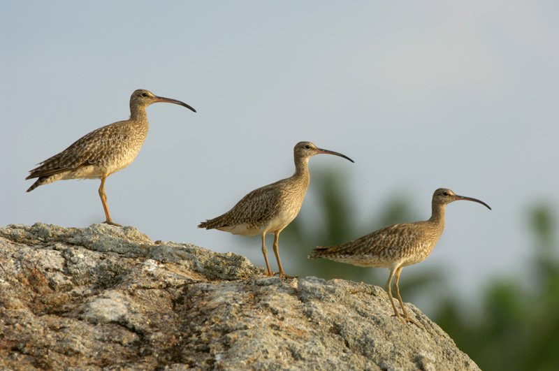 Коггала, Шри-Ланка, фото № 51562 – фотографии Шри-Ланки