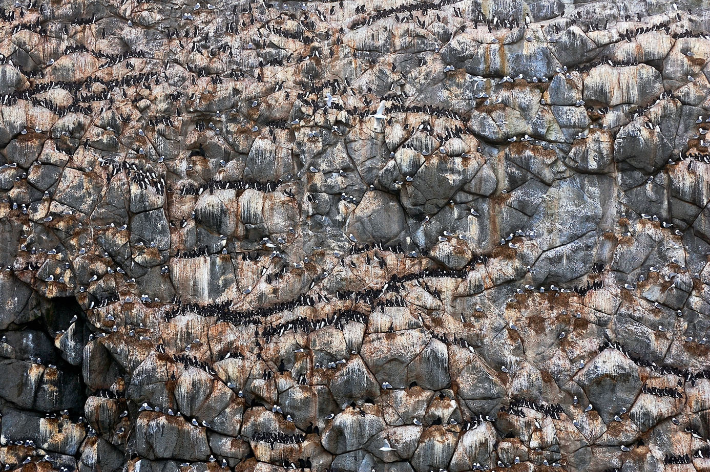 Командорские жители. Фото 7 – фотографии России