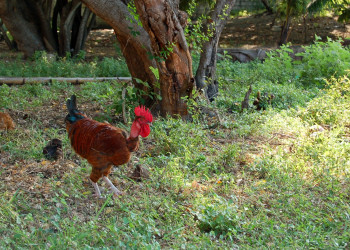 Домашние животные в Гватемале – фотографии Гватемалы