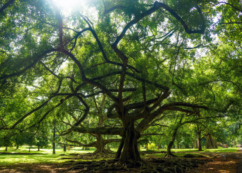 Ботанический сад в Канди, Шри-Ланка. Фото 5 – фотографии Шри-Ланки