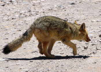 Bolivia – фотографии Боливии