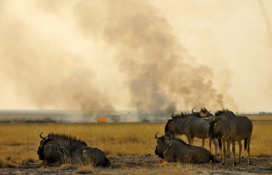 пожар – фотографии Намибии