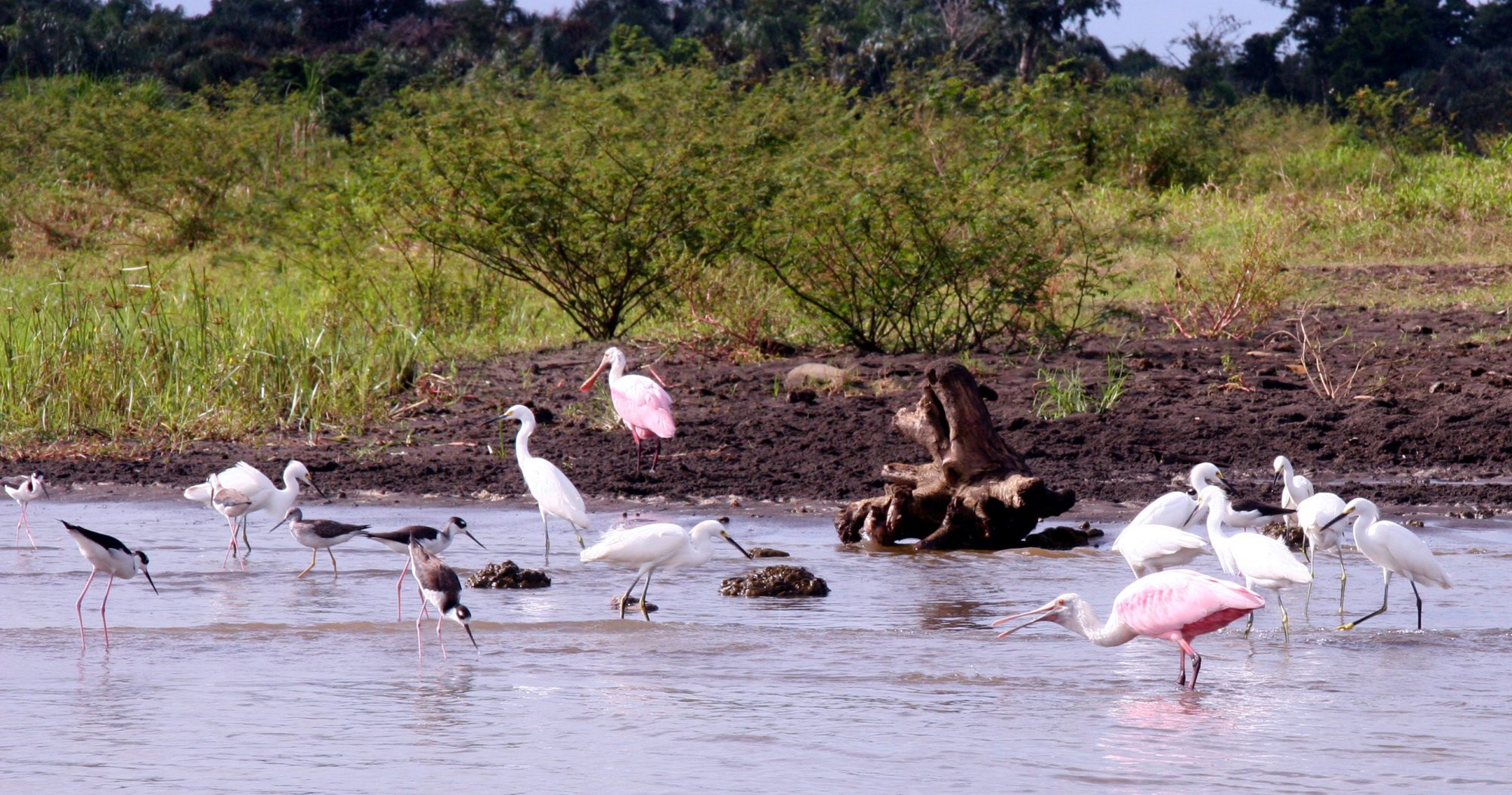 Тортугеро Национальный парк, Лимон провинция, Коста-Рика, фото № 40323 – фотографии Коста-Рики