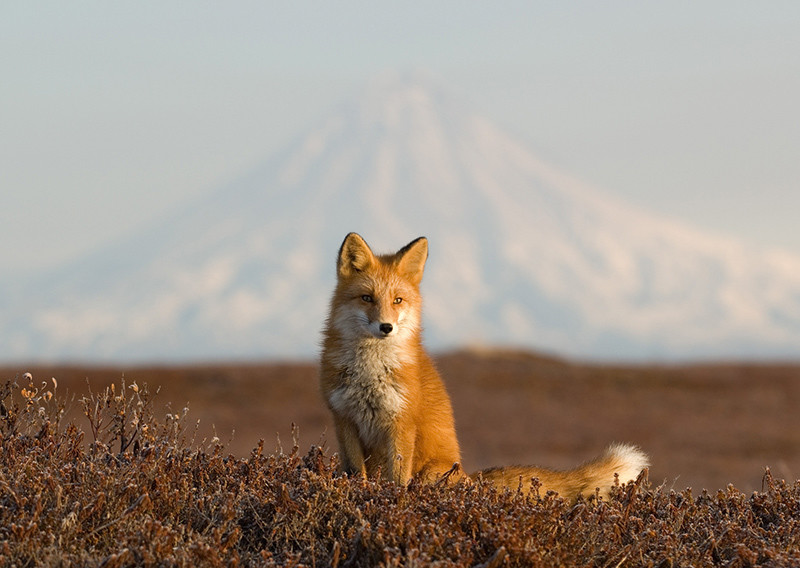 Лиса на фоне вулкана на Камчатке. Россия. Фото 3 – фотографии России